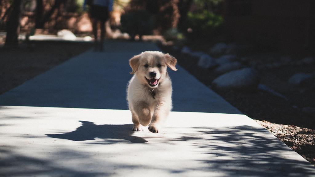 How to Stop Puppy from Jumping and Biting – Rebecca Blog